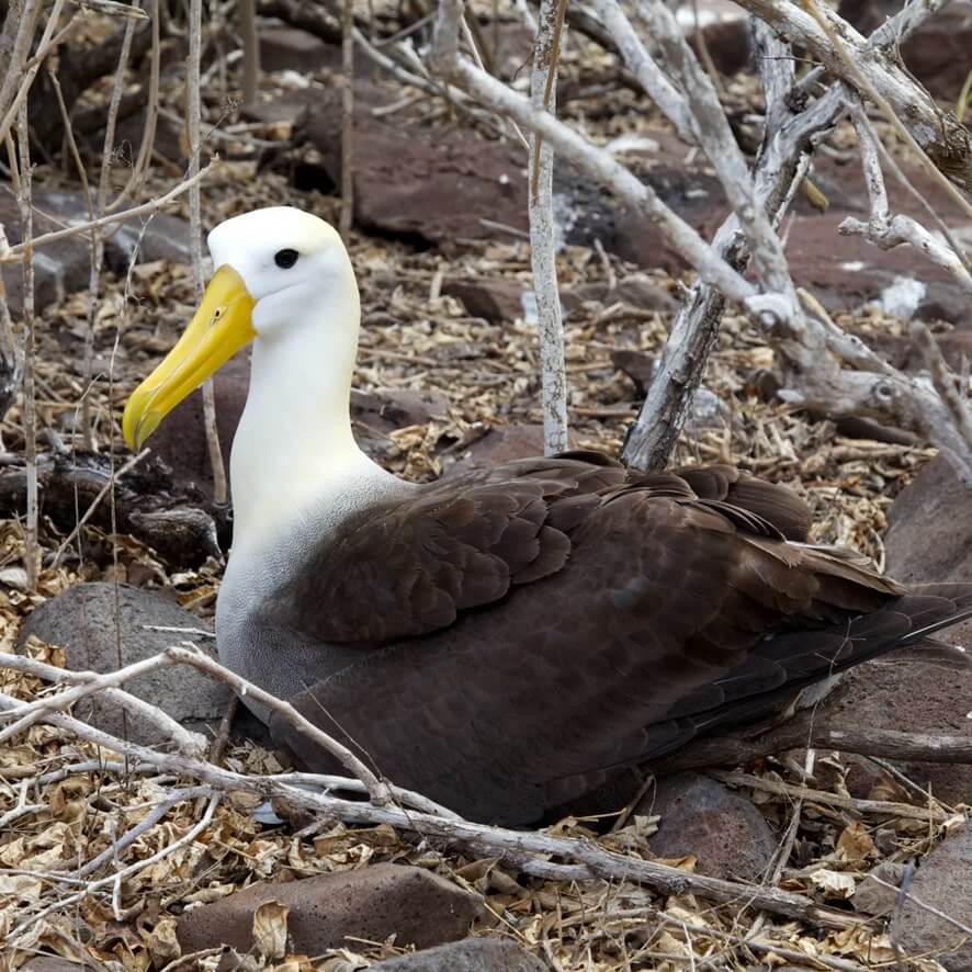 Albatros-de-Galápagos-Waved-Albatross-Phoebastria-irrorata-min