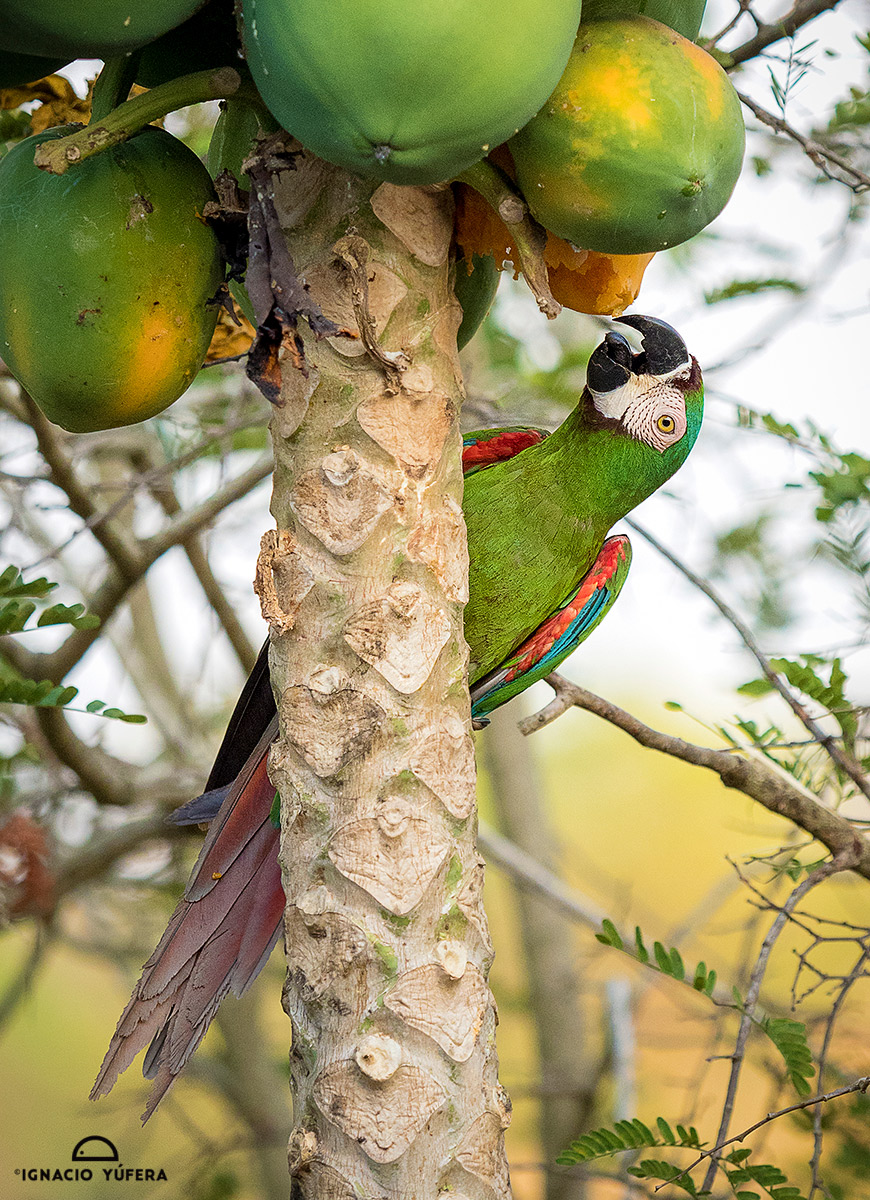 araseverus Birds Colombia