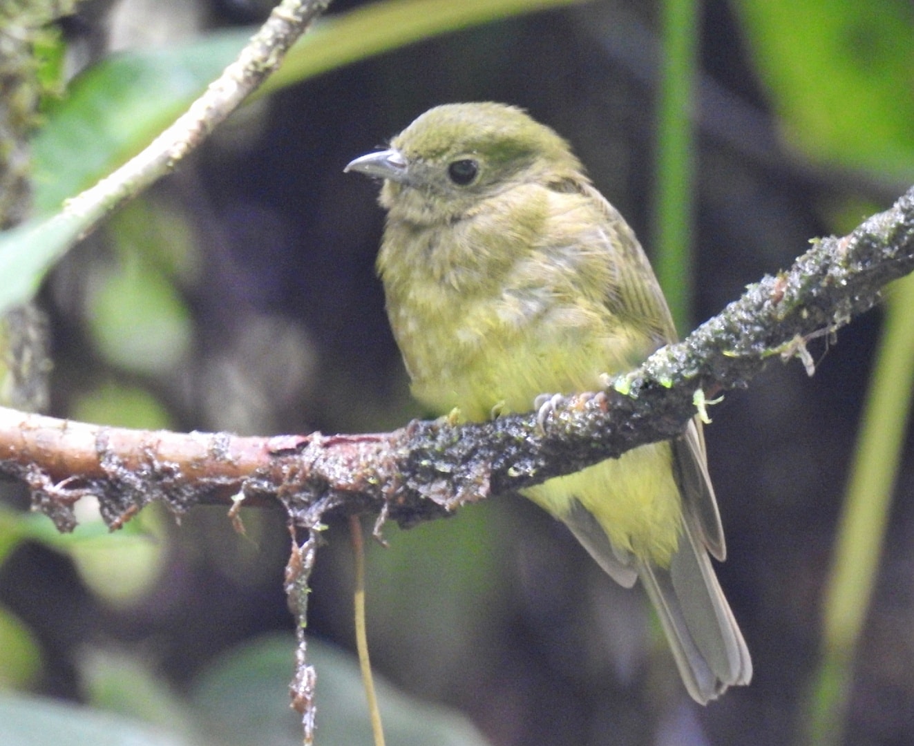 cryptopipoholochlora1 Birds Colombia