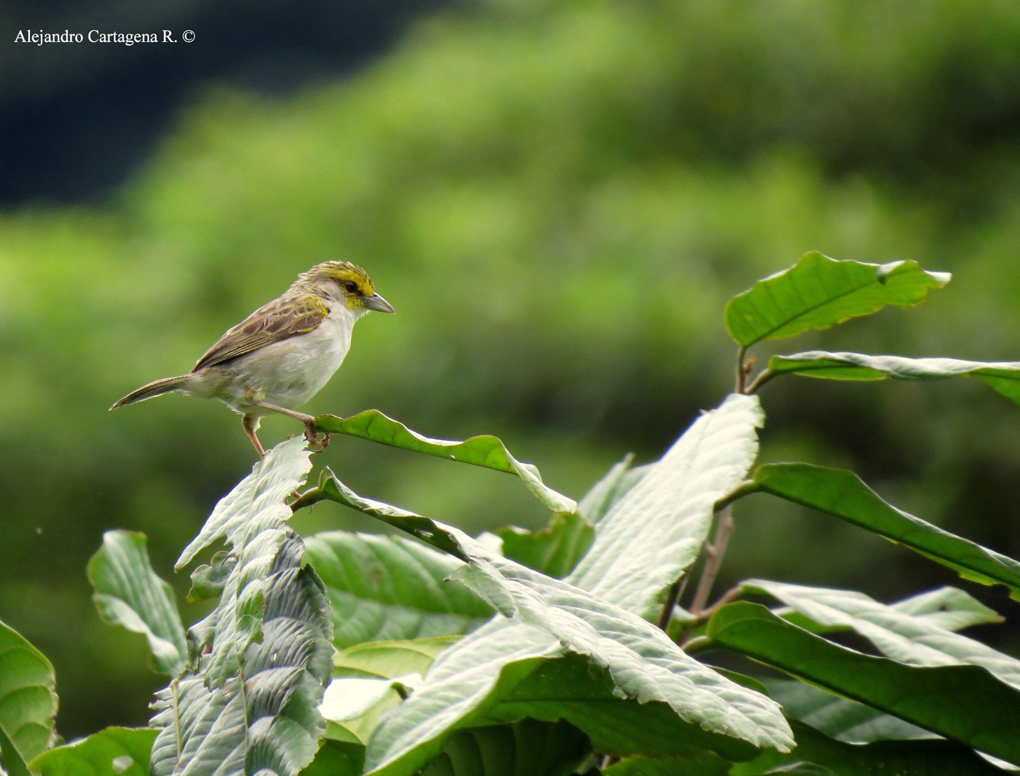 ammodramusaurifrons1 Birds Colombia