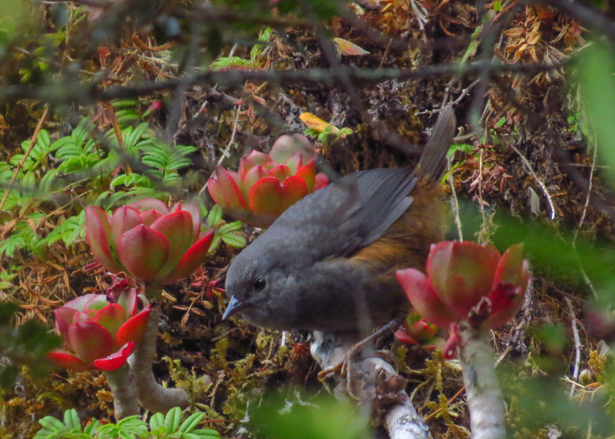 Tapaculo Ratón/Brown-rumped Tapaculo/Scytalopus latebricola [E] – Birds ...