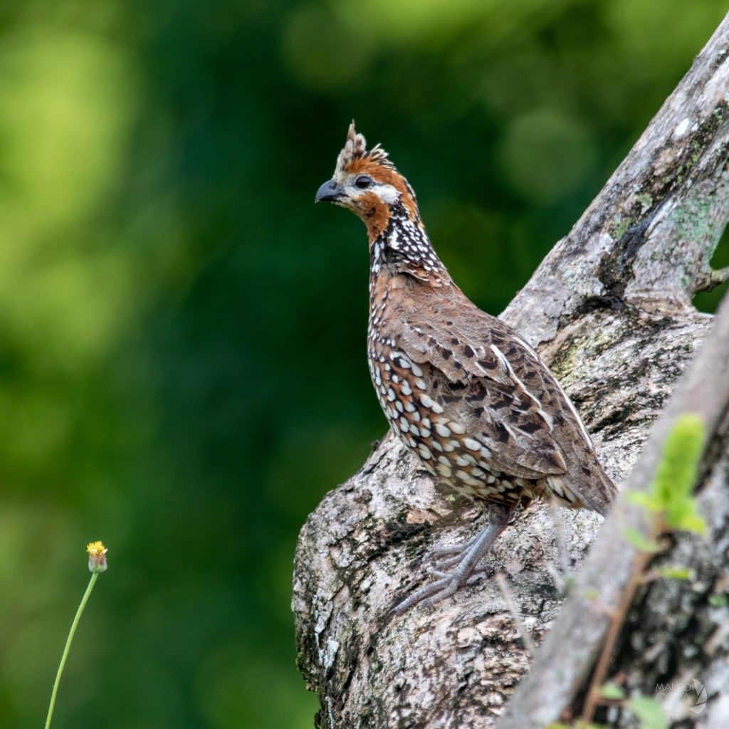 Perdiz Colorada Perdiz Chilindra/Crested Bobwhite/Colinus cristatus | Birds Colombia ...